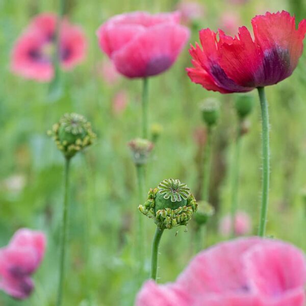 Papaver somniferum Höna och kycklingar - Bild 3