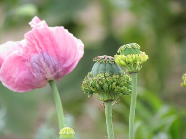 Papaver somniferum Höna och kycklingar