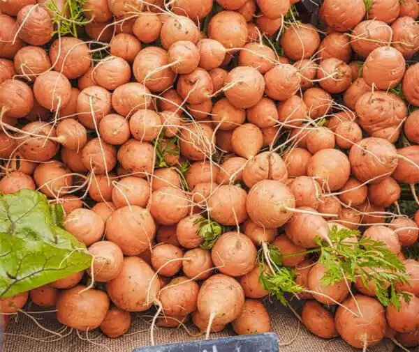 Daucus carota (morot) Pariser Markt 4 BIO