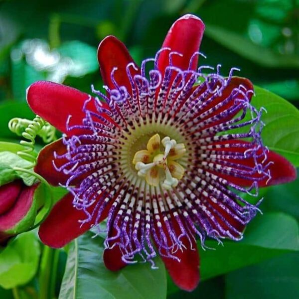 Passiflora quadrangularis - Bild 2