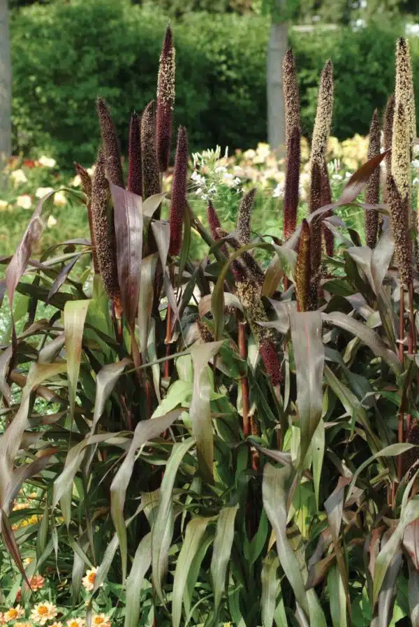 Pennisetum glaucum Jester - Afbeelding 4