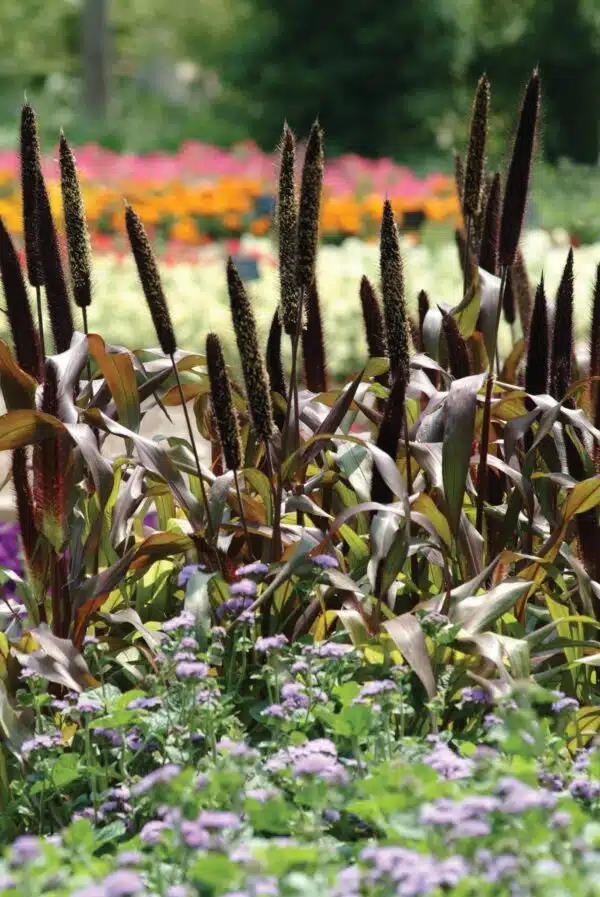 Pennisetum glaucum Jester - Afbeelding 2