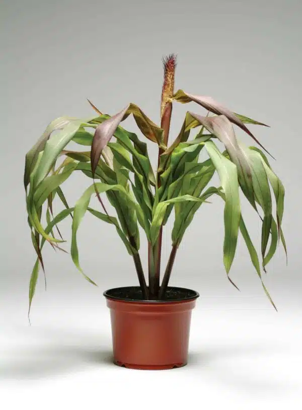 Pennisetum glaucum Jester - Afbeelding 3