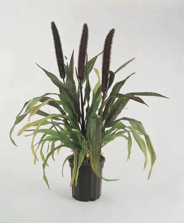 Pennisetum glaucum Purple Baron