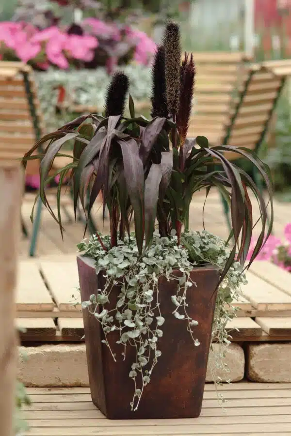 Pennisetum glaucum Purple Baron - Afbeelding 2