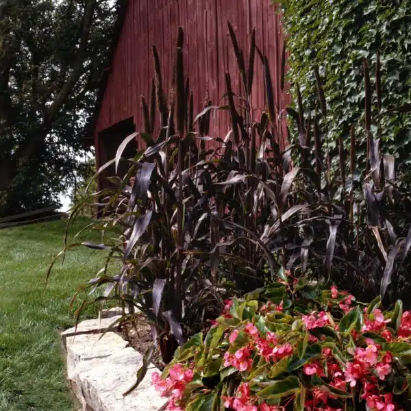 Pennisetum glaucum Purple Majesty - Afbeelding 2
