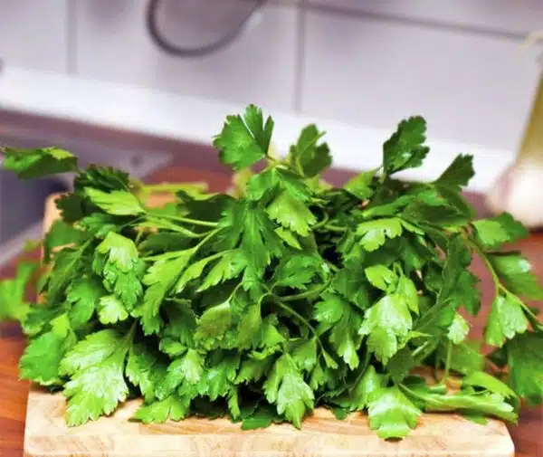 Petroselinum crispum (Parsley) Gigante d Italia