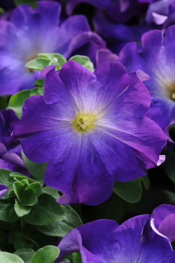 Pétunia hybride. grandiflora Sophistica® Blue Morn