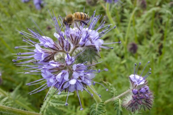 Phacelia tanacetifolia - Image 2