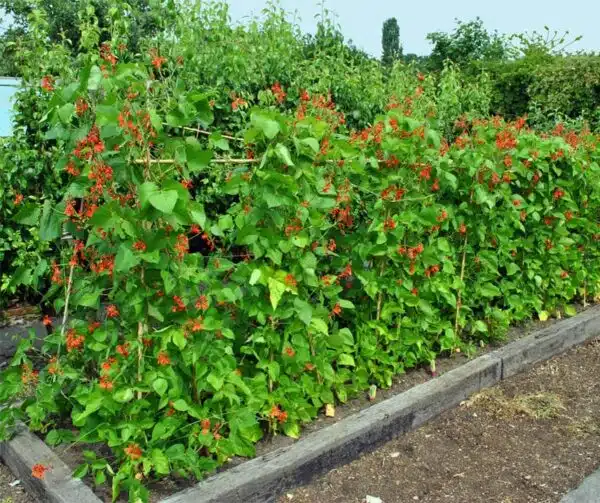 Phaseolus coccineus (fagiolo rampicante) Scarlet - Immagine 3