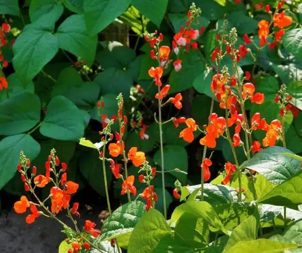 Phaseolus coccineus (fagiolo rampicante) Scarlatto