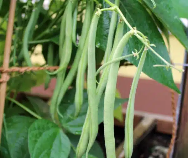 Phaseolus vulgaris (Green bean) Delinel