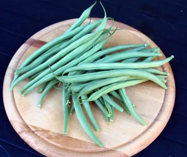 Phaseolus vulgaris (Green bean) Delinel - Afbeelding 2