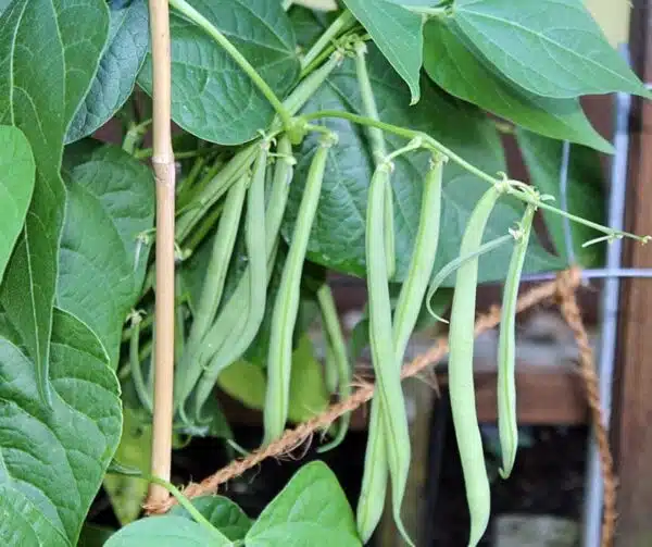 Phaseolus vulgaris (Зялёная фасоля) Domino BIO - Выява 2