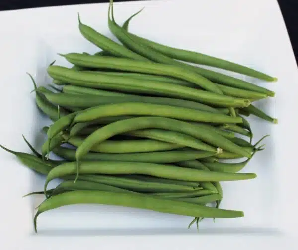 Phaseolus vulgaris (Зялёная фасоля) Domino BIO - Выява 3