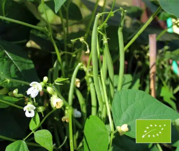 Phaseolus vulgaris (Green bean) Faraday BIO