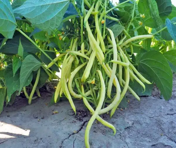 Phaseolus vulgaris (Green bean) Golda