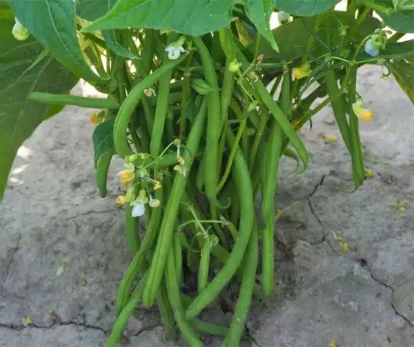 Phaseolus vulgaris (Grüne Bohne) Magda