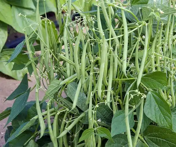 Талісман фасолі звычайнай (Phaseolus vulgaris)