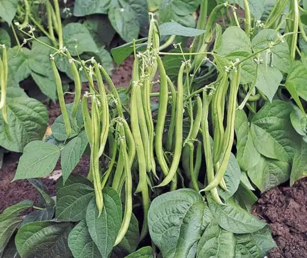 Phaseolus vulgaris (Green bean) Maxi
