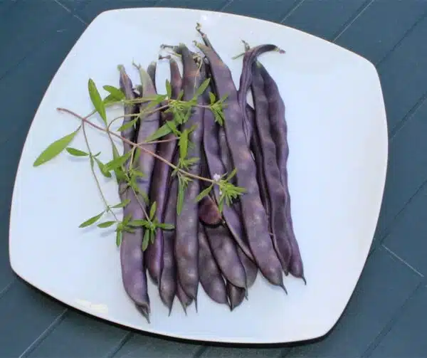 Phaseolus vulgaris (Зялёная фасоля) Blauhilde - Выява 4