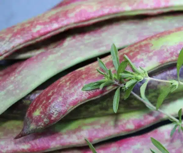 Phaseolus vulgaris (Зялёная фасоля) Borlotto lingua 3 - Выява 4