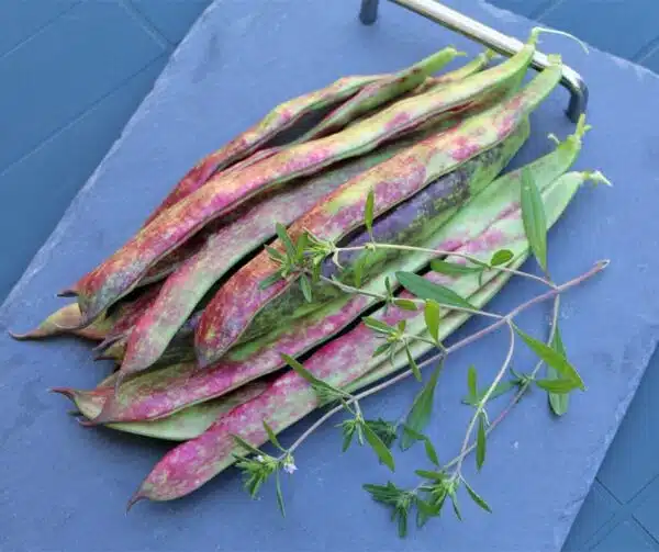 Phaseolus vulgaris (Зялёная фасоля) Borlotto lingua 3 - Выява 2