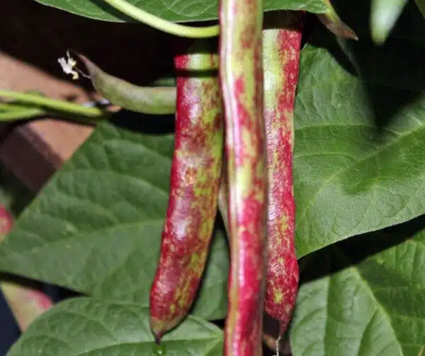 Phaseolus vulgaris (Зялёная фасоля) Borlotto lingua 3