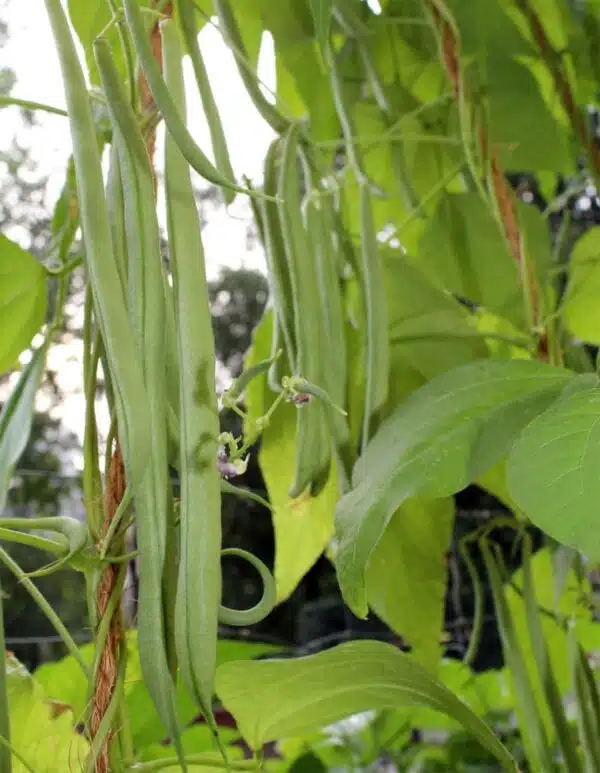 Phaseolus vulgaris (Grüne Bohne) Cobra BIO - Bild 2
