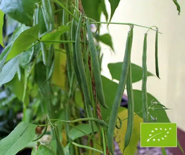 Phaseolus vulgaris (Grüne Bohne) Cobra BIO