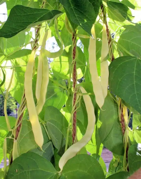 Phaseolus vulgaris (Зялёная фасоля) Golden Gate BIO - Выява 2
