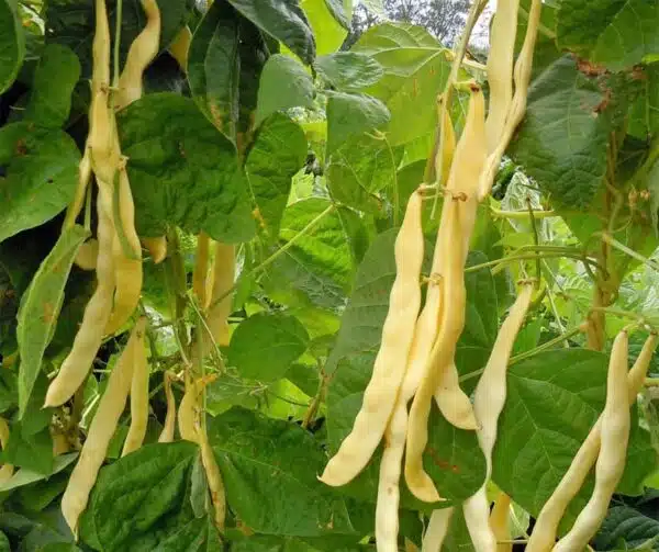 Phaseolus vulgaris (Зялёная фасоля) Goldmarie - Выява 3