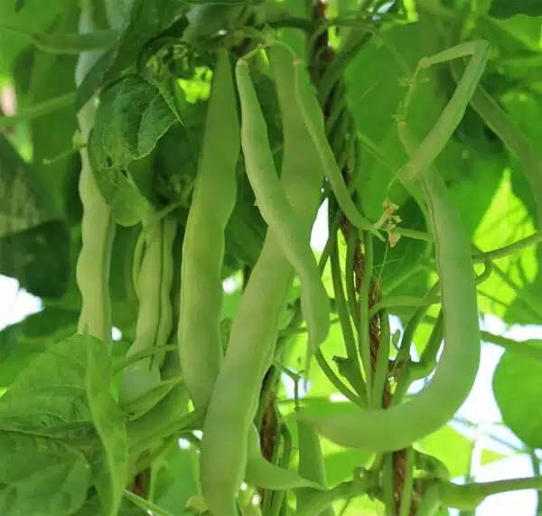 Phaseolus vulgaris (Green bean) Konstantin