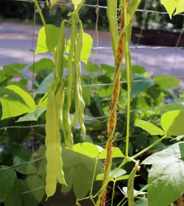 Phaseolus vulgaris (Gröna bönor) Vitalis BIO - Bild 3