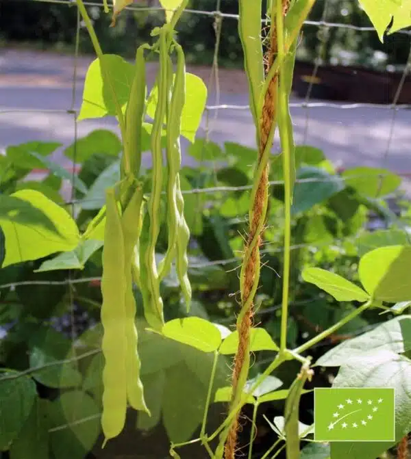 Phaseolus vulgaris (Gröna bönor) Vitalis BIO