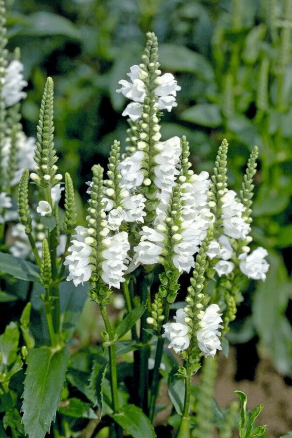 Physostegia virginiana Crystal Peak - Bild 2
