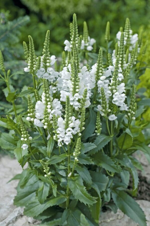 Physostegia virginiana Crystal Peak - Bild 5