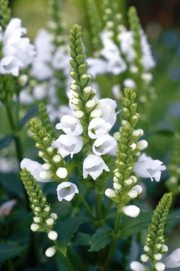 Physostegia virginiana Crystal Peak - Bild 3