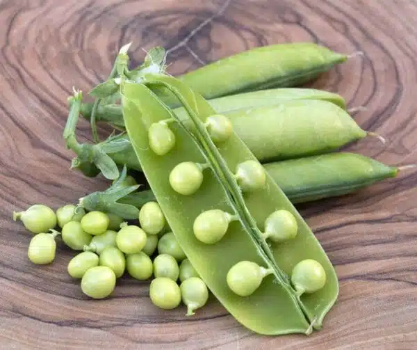 Pisum sativum (Pea) Half Pint