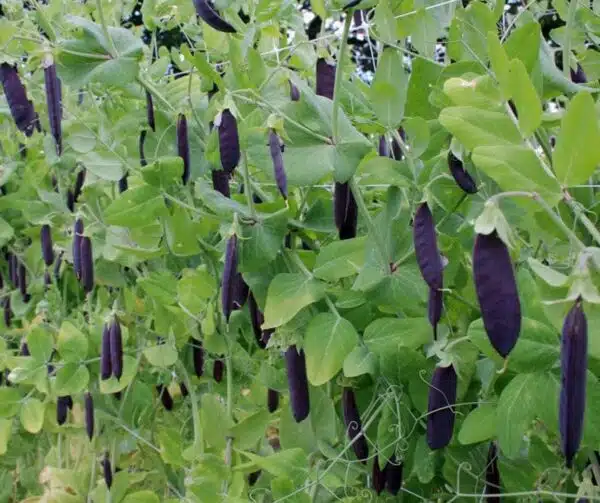 Pisum sativum (Graue Erbse) Blauwschokker BIO - Bild 2