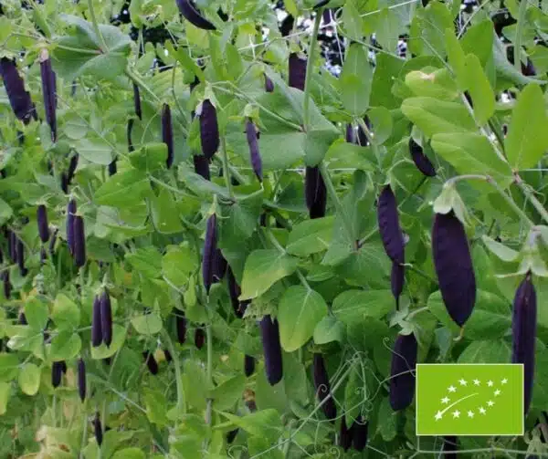 Pisum sativum (Graue Erbse) Blauwschokker BIO