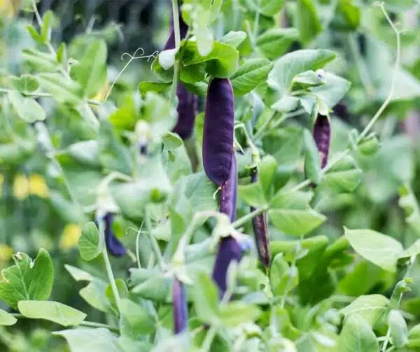 Pisum sativum (Gray pea) Desiree
