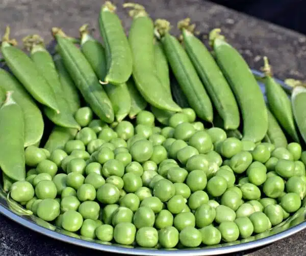 Pisum sativum (Erbse) Cedrik