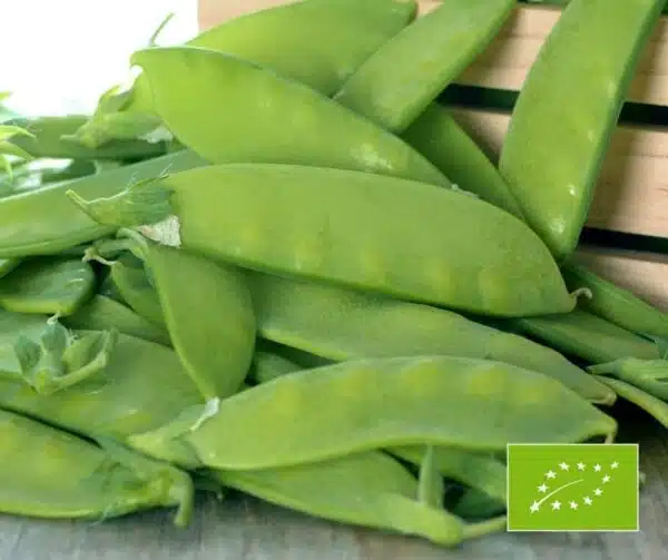 Pisum sativum (Sugar pea) Ambrosia BIO