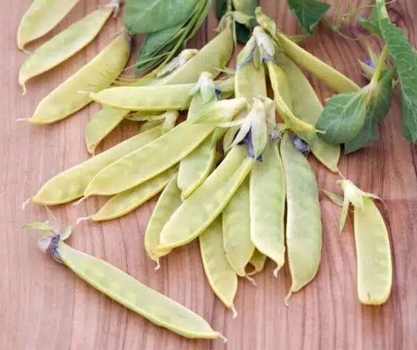Pisum sativum (Pisello dolce) Golden Sweet