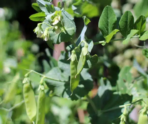 Pisum sativum (Sugar pea) Hendriks BIO - Afbeelding 3
