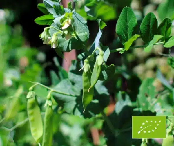 Pisum sativum (Sugar pea) Hendriks BIO