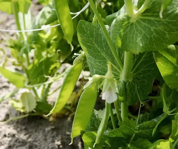 Pisum sativum (Sugar pea) Norli  BIO - Afbeelding 2