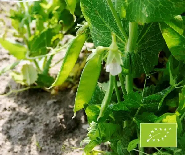 Pisum sativum (Sugar pea) Norli  BIO