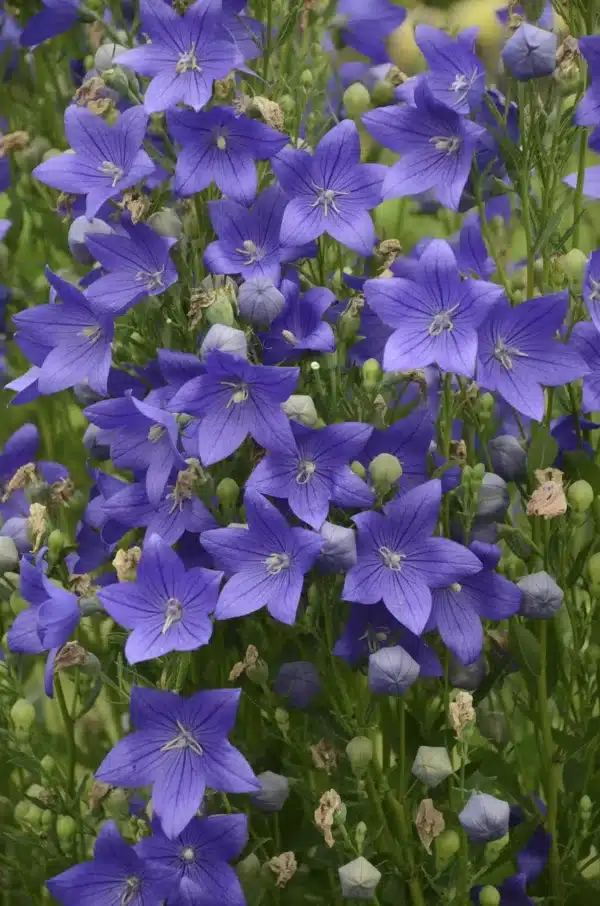 Platycodon grandiflorus Florist Blue